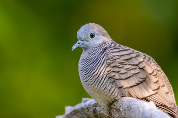 close-up of zebra dove perching on branch