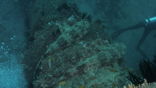 Sharks watching scuba divers working on an underwater pipeline and infrastructure project deep in the ocean. Unique underwater view
