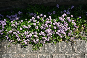 Thyme flowers. Lamiaceae evergreen shrub.
It is an herb with a fresh scent and is used as a ground...