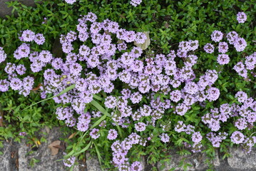 Obraz premium Thyme flowers. Lamiaceae evergreen shrub. It is an herb with a fresh scent and is used as a ground cover for flower beds and as a flavoring agent for cooking.