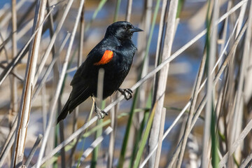 A black starling bird taking its place