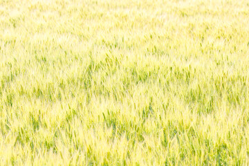 	金色の麦畑の背景