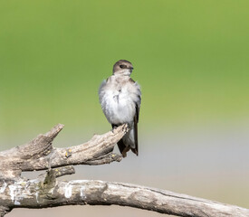 A young tree swallow perched in a tree