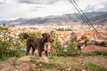 Dog in cuzco