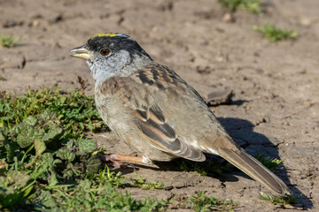 A Golden Crowned Sparrow in a park