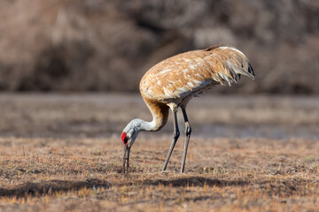 Sandhill Cranes Feeding in a Meadow