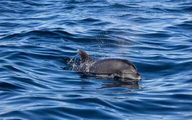 bottlenose dolphin, dolphin in the water