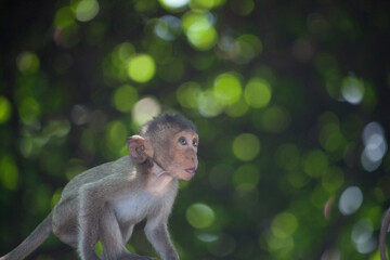 可愛いサル