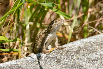 Naklejka premium A Western Fence Lizard on the ground in a garden