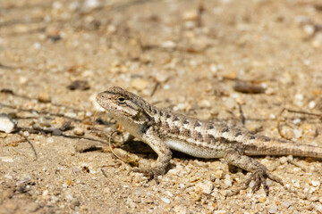 A Western Fence Lizard on the ground in a garden