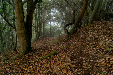 path in autumn forest