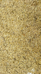 Pile of rice grains after being removed from the stalk