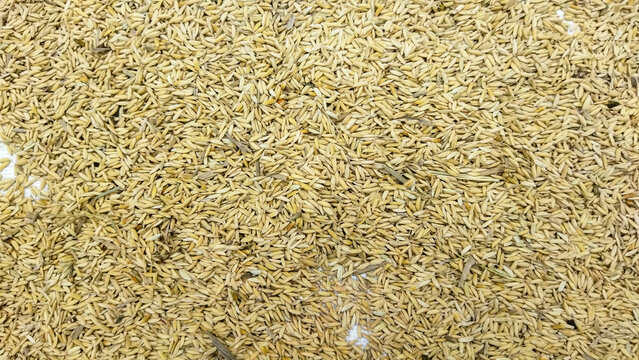 Pile of rice grains after being removed from the stalk