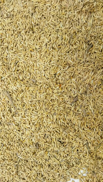 Pile of rice grains after being removed from the stalk