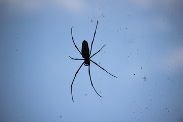 spider silhouette with blur background