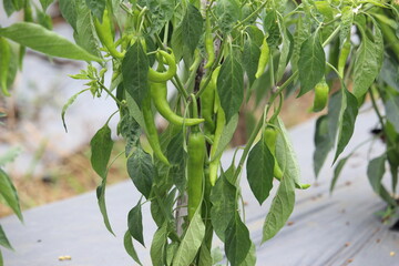 close up of green chilies with a blurred background