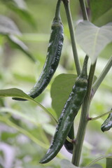 close up of green chilies with a blurred background