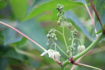 Close up of cassava flowers with a blurred background