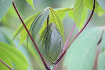 Close up of cassava stems and leaves