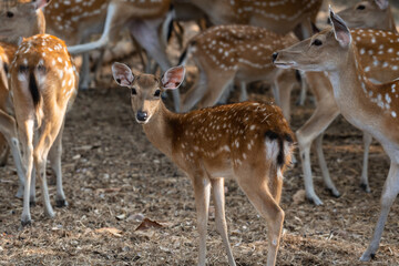 Naklejka na ściany i meble Baby spotted deer (Chital, Cheetal, Axis deer) in summer nature at the zoo.Wild animal with brown fur observing on hay field. Alert herbivore from side view with copy space.