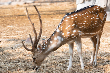 Spotted deer (Chital, Cheetal, Axis deer) with beuatiful antlers in summer nature at the zoo.Wild...
