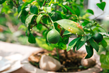 Photo of tree pot in the garden