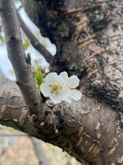 Cherry Blossom Spring Flowers Blooms Tree