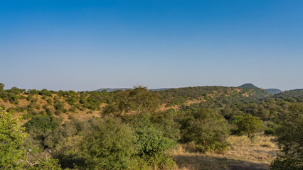 Fototapeta na wymiar The landscape of the endless jungles of India. Yellowed grass, thickets of green trees. A mountain range against a clear blue sky. Copy space. Ranthambore National Park