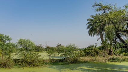 Fototapeta na wymiar The surface of the lake in a swampy area is completely covered with green duckweed. Bushes and palm trees grow on the shore. Clear blue sky. Copy space. India. Keoladeo Bird Sanctuary. Bharatpur