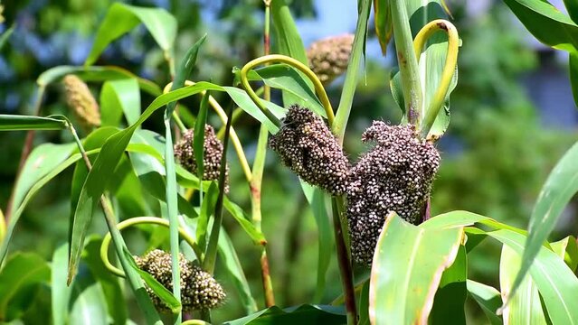 Sorghum bicolor, commonly called sorghum and also known as great millet, durra, jowari, jowar or milo