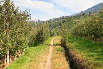 Hiking trail Maiser Waalweg next to irrigation channel, apple trees and mountain panorama near Merano, South Tyrol, Italy