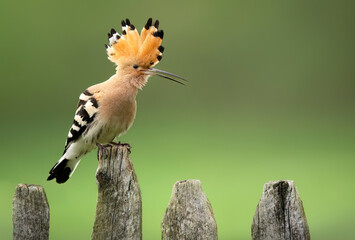 Eurasian hoopoe bird close up ( Upupa epops )