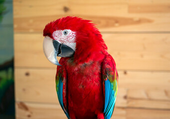 The red and green macaw (Ara chloropterus) in a mini zoo, in Yogyakarta, Indonesia © JakaSuryanta