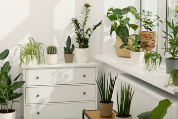 Many beautiful potted houseplants growing near window indoors