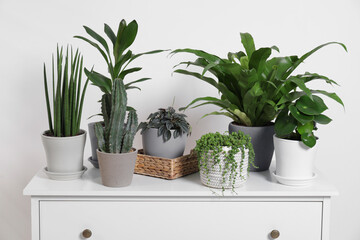 Green houseplants in pots on chest of drawers near white wall