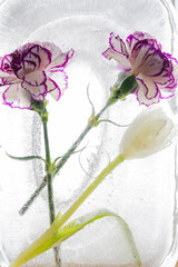Beautiful carnations are frozen in ice