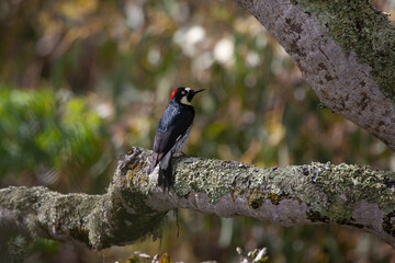 Acorn woodpecker on oak tree, California, USA