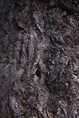 Fototapeta na wymiar Textura de corteza de árbol