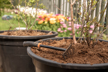 Care and planting of blueberry bushes in large containers with fertilizers and soil. The concept of...