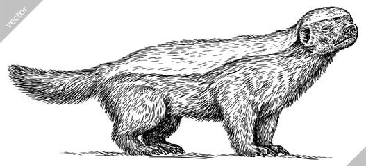 Vintage engraving isolated honey badger set illustration ink sketch. Ratel background tropical animal silhouette art. Black and white hand drawn image.