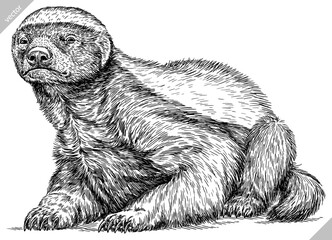 Vintage engraving isolated honey badger set illustration ink sketch. Ratel background tropical animal silhouette art. Black and white hand drawn image.