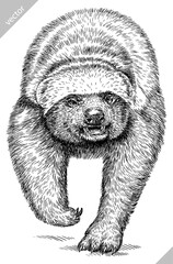 Vintage engraving isolated honey badger set illustration ink sketch. Ratel background tropical animal silhouette art. Black and white hand drawn image.