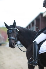 Dressage horse with braids at show