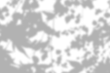 Fototapeta premium Sunlight shadow on abstract white wall background texture