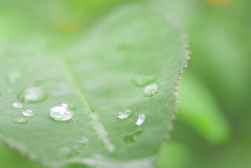雨の雫と緑の葉