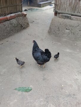 A chicken and chicks walking on the ground