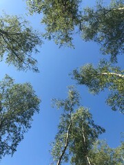 las © Hubert Piątkowski