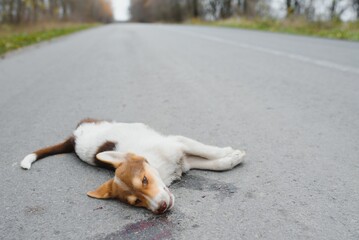 A dog is hit by a car and died on the road. Accidents with pets.