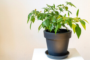 Houseplant of Yellow Agudo pepper (Capsicum annuum) on plastic flowerpot.