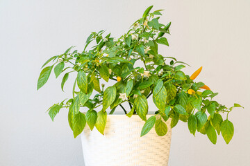 Houseplant of Yellow Agudo pepper (Capsicum annuum) on plastic flowerpot.